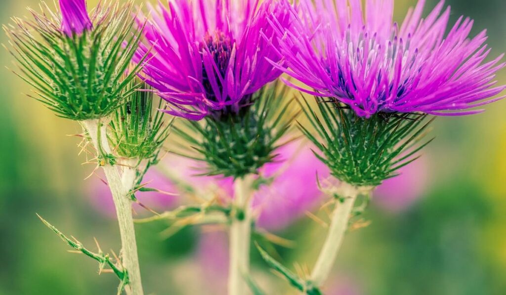 ostropest plamisty na odchudzanie