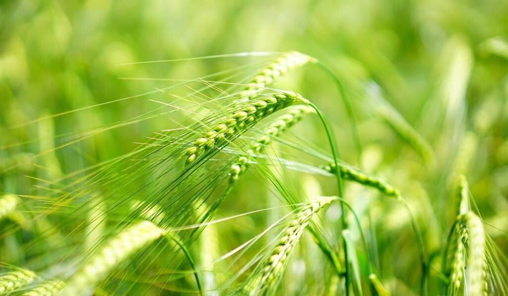 Młody zielony jęczmień na odchudzanie. Czy działa? Jakie są jego właściwości? młody zielony jęczmień