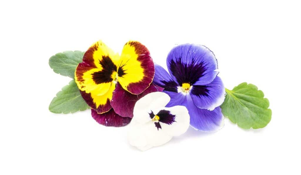 bratek - fiołek trójbarwny