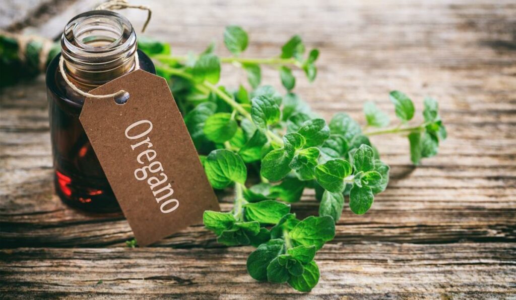 Olejek z oregano – remedium na pasożyty? olejek z oregano