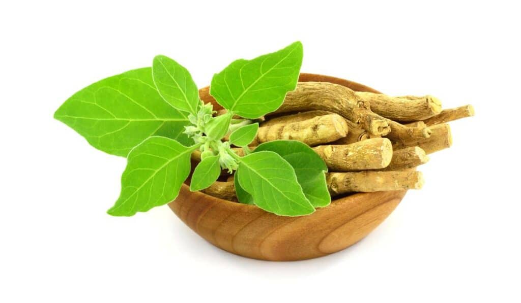 Ashwagandha na stres: jak działa i dlaczego warto ją stosować? Ashwagandha