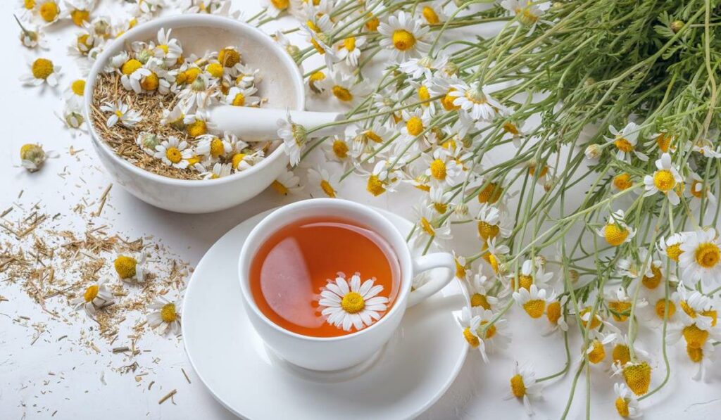 Rumianek na uspokojenie, przewlekły stres i nerwicę: jak działa?