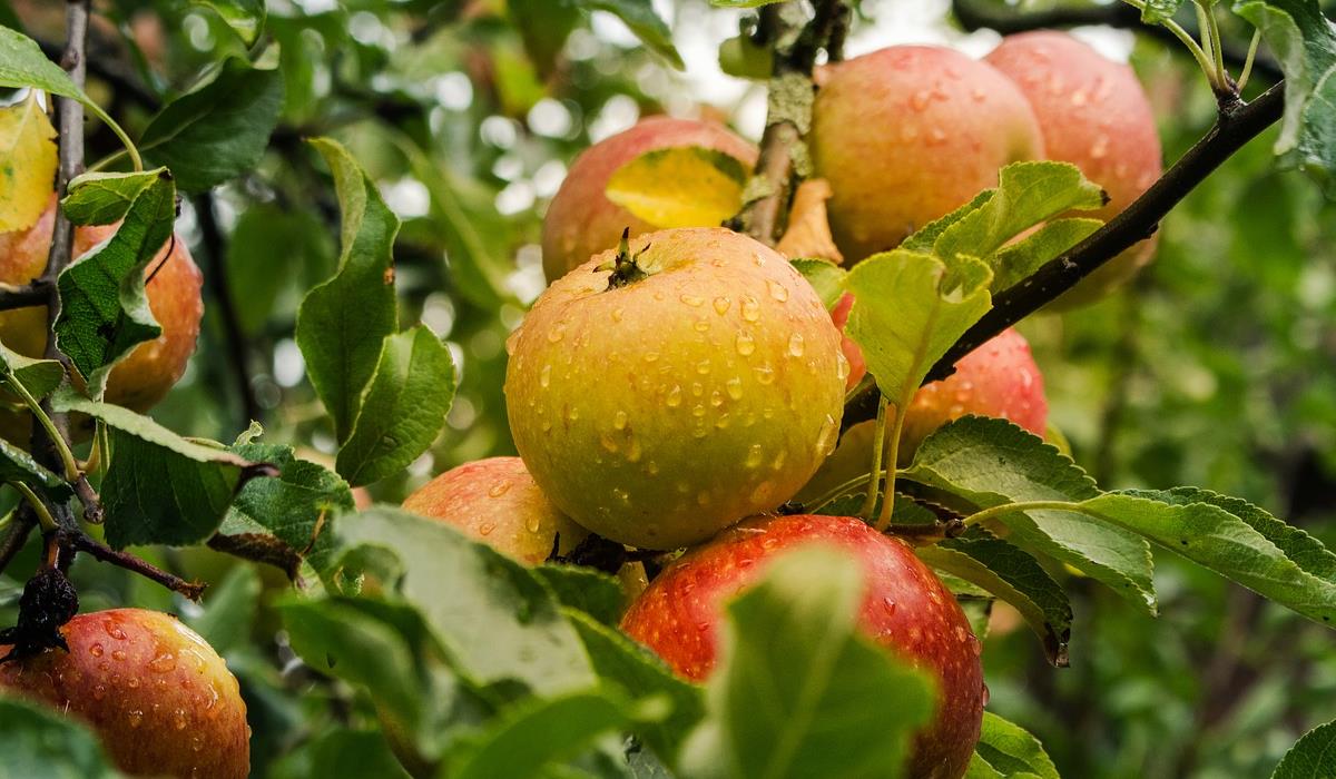 dojrzałe jabłka na drzewie